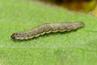 Ypsolopha falcella
