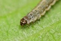 Ypsolopha falcella