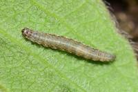 Ypsolopha falcella