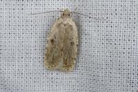 Agonopterix arenella