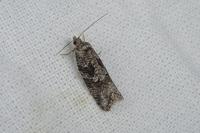 Cnephasia cupressivorana