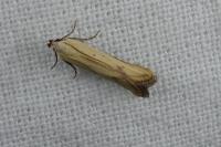 Mesophleps silacella