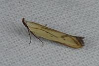 Mesophleps silacella