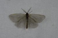 Rebelia plumella surientella