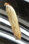 Mesophleps silacella