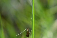 Adela australis