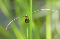 Adela australis