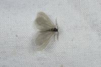 Rebelia plumella surientella