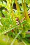 Periclepsis cinctana