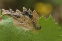 Eriocrania sangii