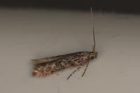 Tuta absoluta