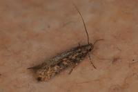 Tuta absoluta