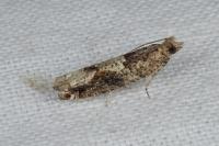 Crocidosema plebejana