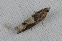 Crocidosema plebejana