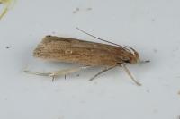 Helcystogramma triannulella