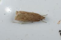 Helcystogramma triannulella
