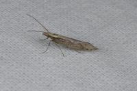 Plutella xylostella