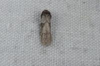 Blastobasis glandulella
