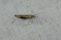 Plutella xylostella