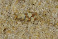 Aethes tesserana