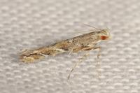 Acrocercops brongniardella