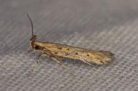 Metzneria hilarella