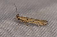 Metzneria hilarella