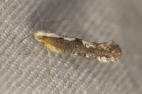 Argyresthia spinosella