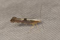 Argyresthia spinosella