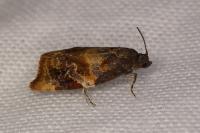 Ditula angustiorana