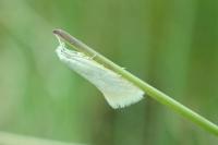 Elachista argentella