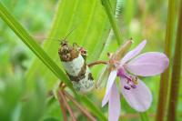 Periclepsis cinctana