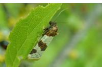 Periclepsis cinctana