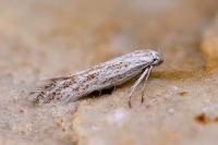 Ptocheuusa paupella