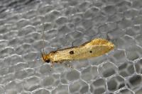 Tinea trinotella
