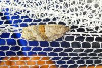Syndemis musculana