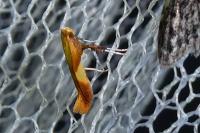 Caloptilia robustella