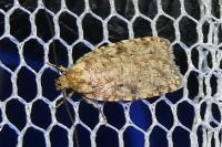 Agonopterix ferocella