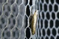 Argyresthia arceuthina