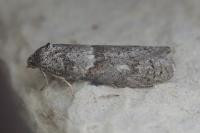 Tortricodes alternella