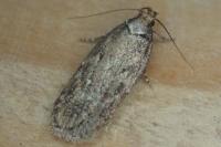 Depressaria
