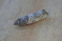 Phaneta pauperana