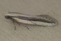 Mirificarma interrupta