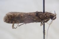 Teleiopsis diffinis
