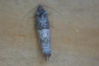 Phaneta pauperana