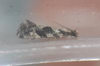 Nemapogon granellus