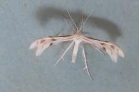 Wheeleria spilodactyla
