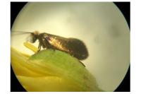 Micropterix calthella