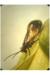 Micropterix calthella