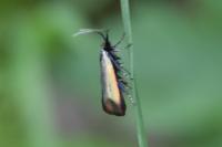Adela reaumurella